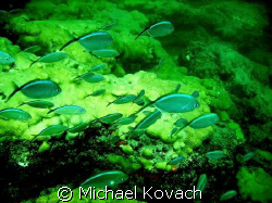 Blue Chromis on the inside reef at Lauderdale by the Sea by Michael Kovach 